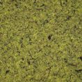 csm_organoid_natural_surface___mous_hellgrian_80d1d5e311 csm_organoid_natural_surface___mous_hellgrian_80d1d5e311