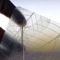 csm_organoid_translucent_skelettblattla_2_8798f2a086 csm_organoid_translucent_skelettblattla_2_8798f2a086